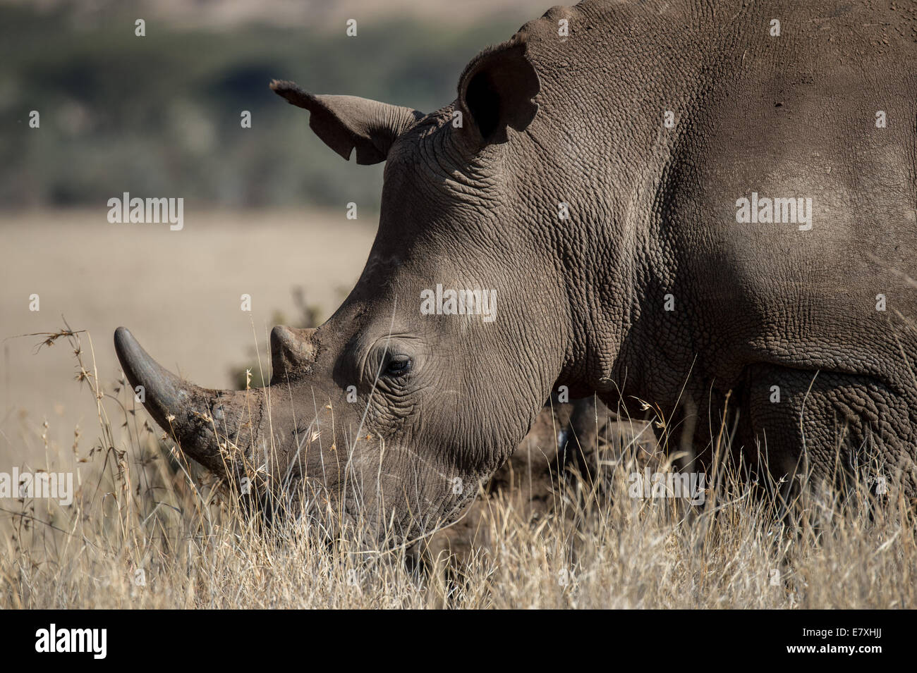 Black rhinos graze at Lewa Conservancy in Northern Kenya.The Lewa Wildlife Conservancy serves as a refuge for endangered species Stock Photo