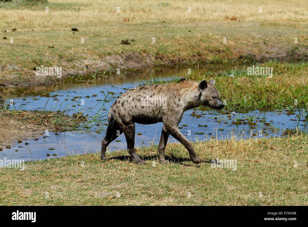 Spotted Hyena also known as the Laughing Hyena, they have very strong