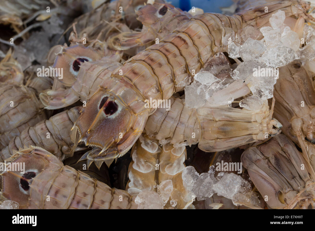 mantis shrimp for sale at the local market Stock Photo Alamy