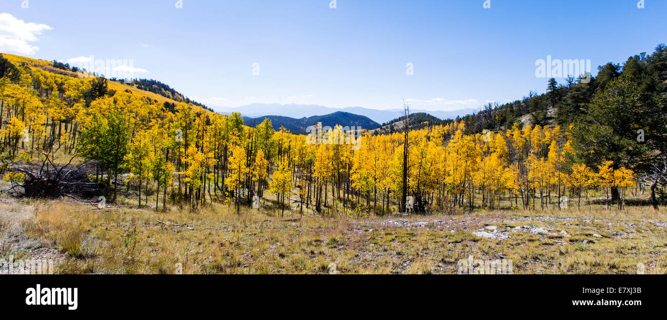 Wide panorama view of fall foliage with autumn colors, Aspen Ridge, Central Colorado, USA Stock Photo