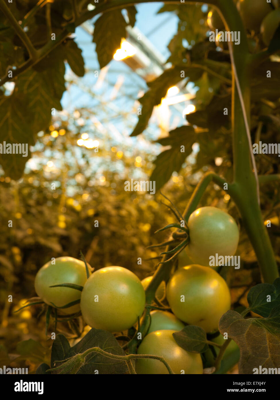 Friðheimar commercial greenhouses growing tomatoes under artificial