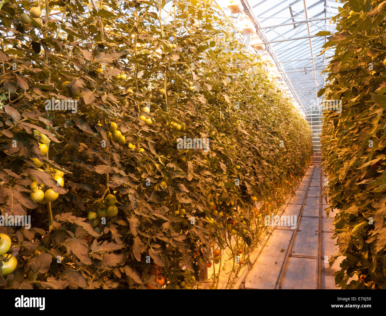 Friðheimar commercial greenhouses growing tomatoes under artificial