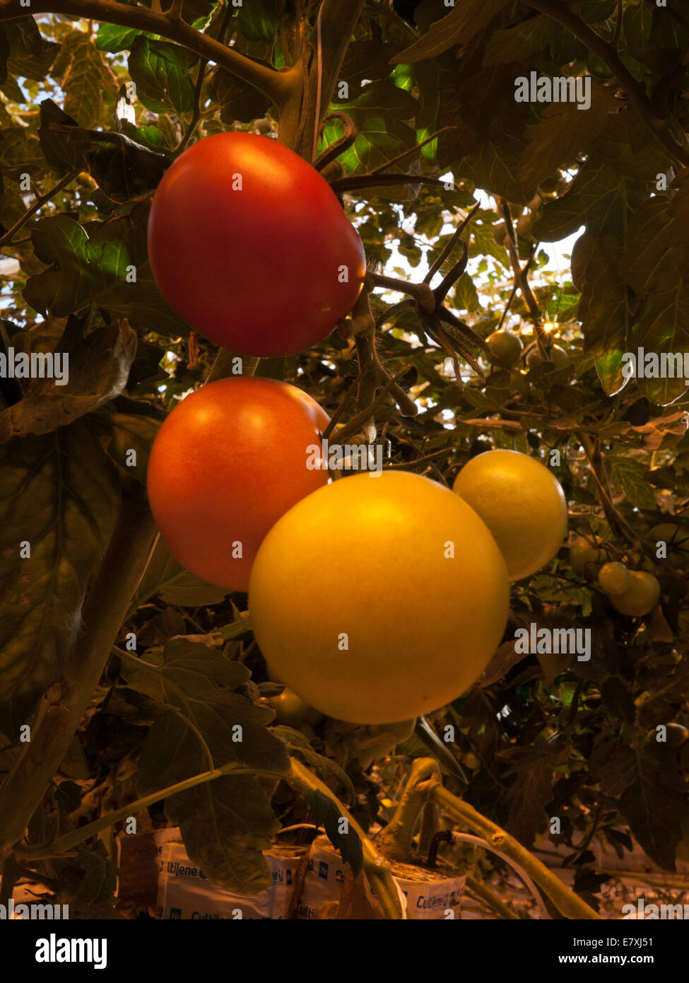 Friðheimar commercial greenhouses growing tomatoes under artificial