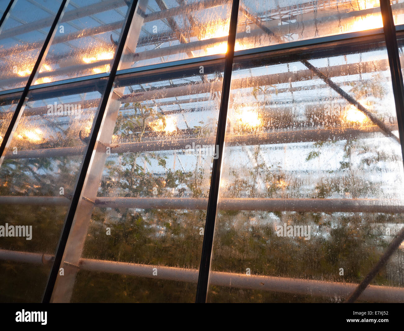 Friðheimar commercial greenhouses growing tomatoes under artificial