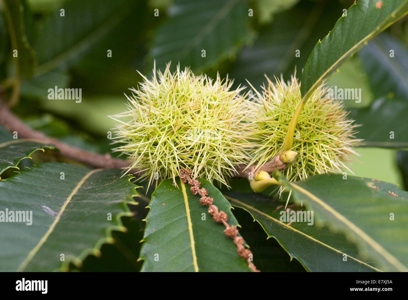 Castanea sativa. Sweet Chestnuts on the tree. Stock Photo