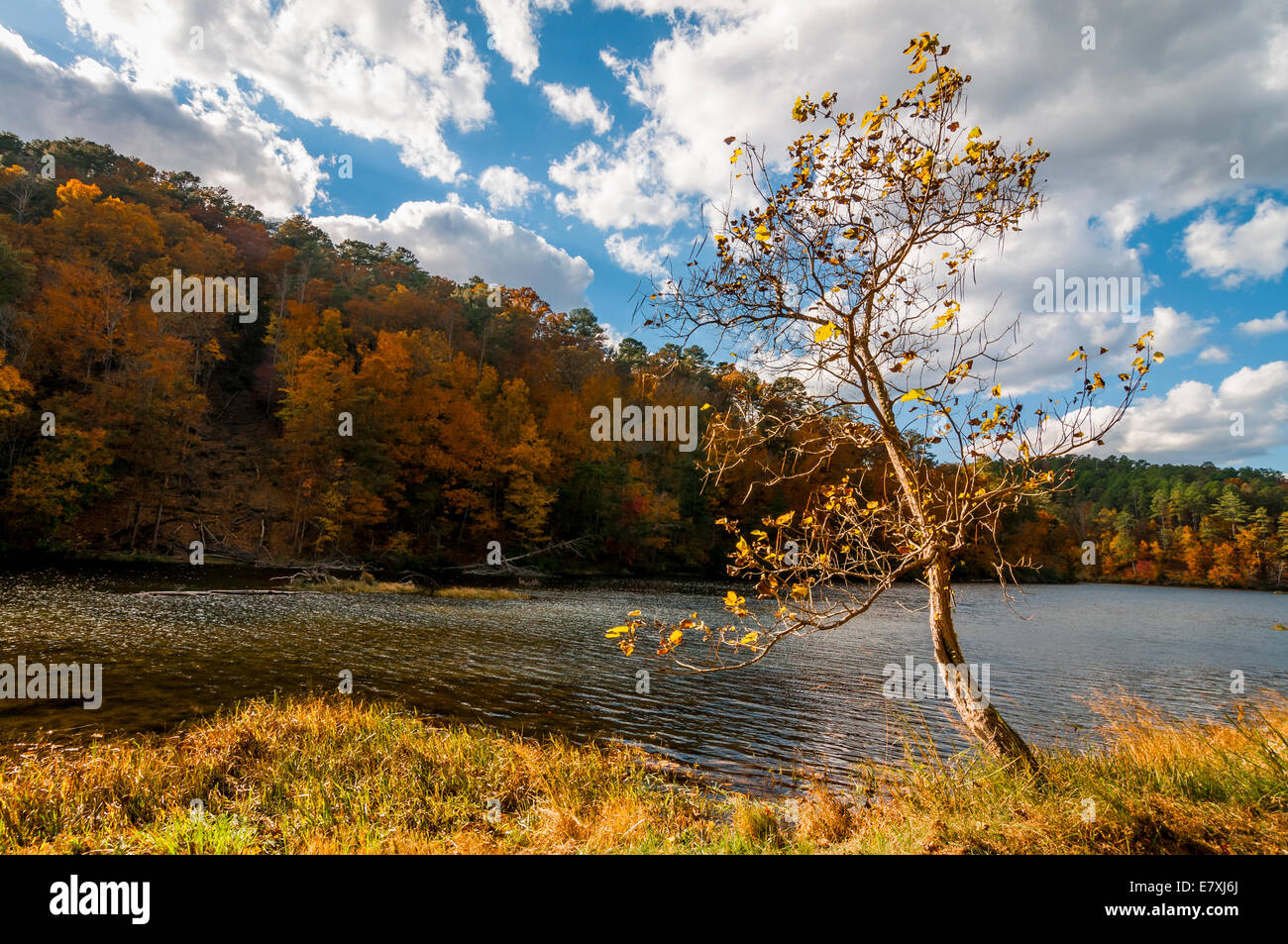 A lone tree faces an autumn hillside across Lake Chinnabee in Talladega National Forest in Alabama, USA Stock Photo