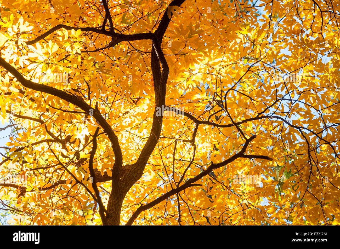 Sassafras tree in autumn Stock Photo Alamy