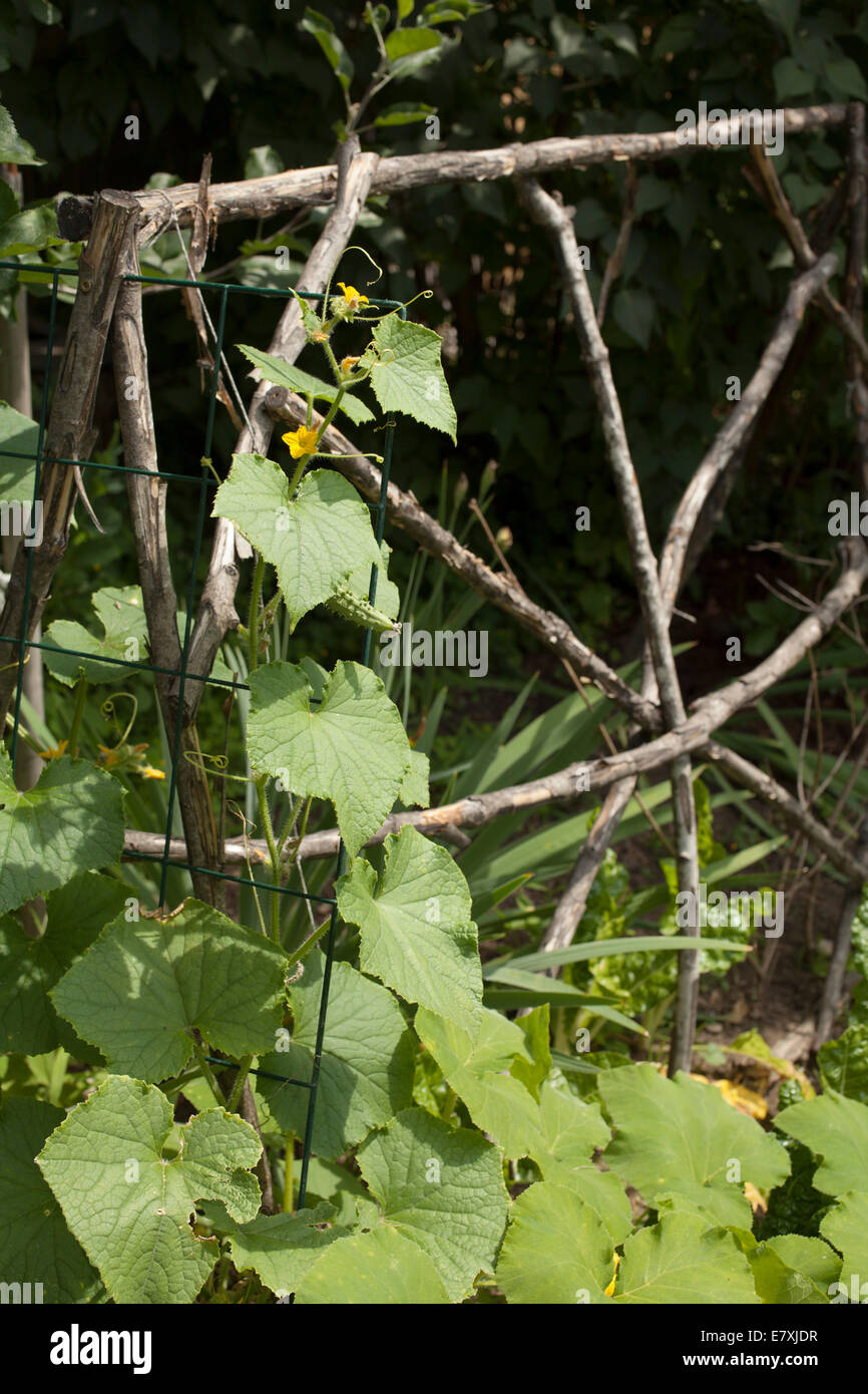 Cucumbers climb up a rustic trellis in a home garden Stock Photo Alamy