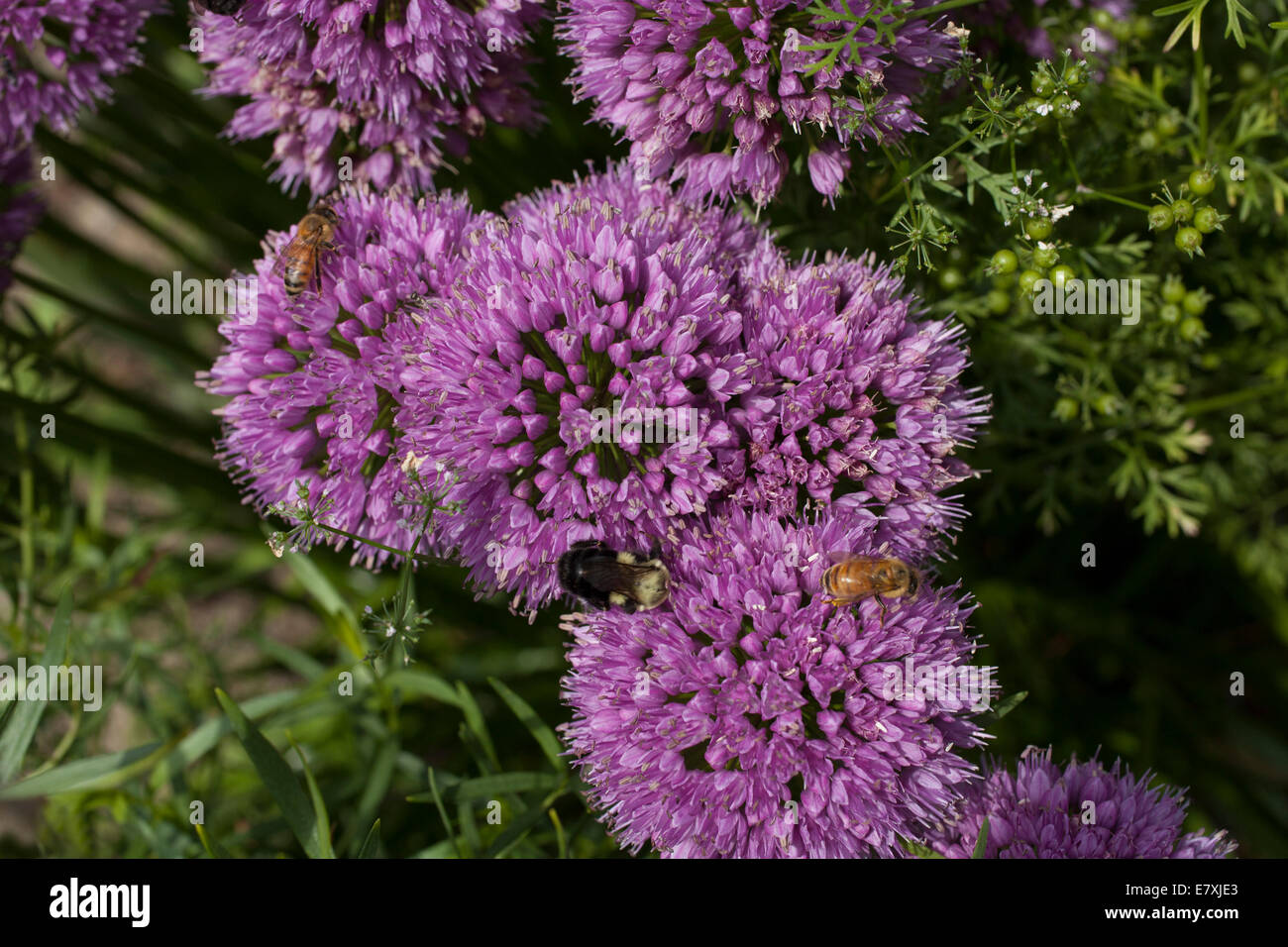 Chive and coriander blossoms are visited by honey bees and bumble bees. Stock Photo