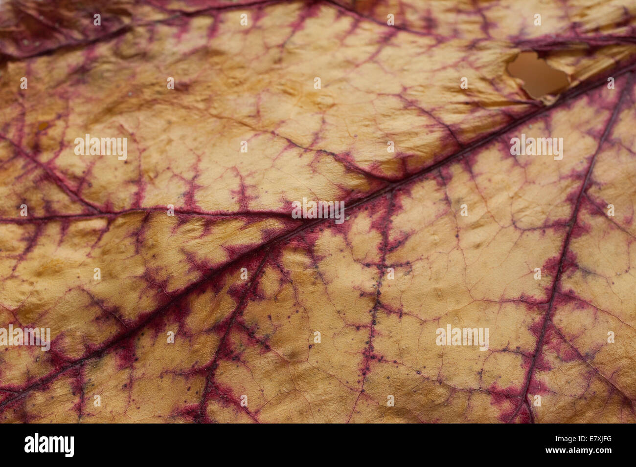 A drying rhubarb leaf shows  red veins in a late summer garden. Stock Photo