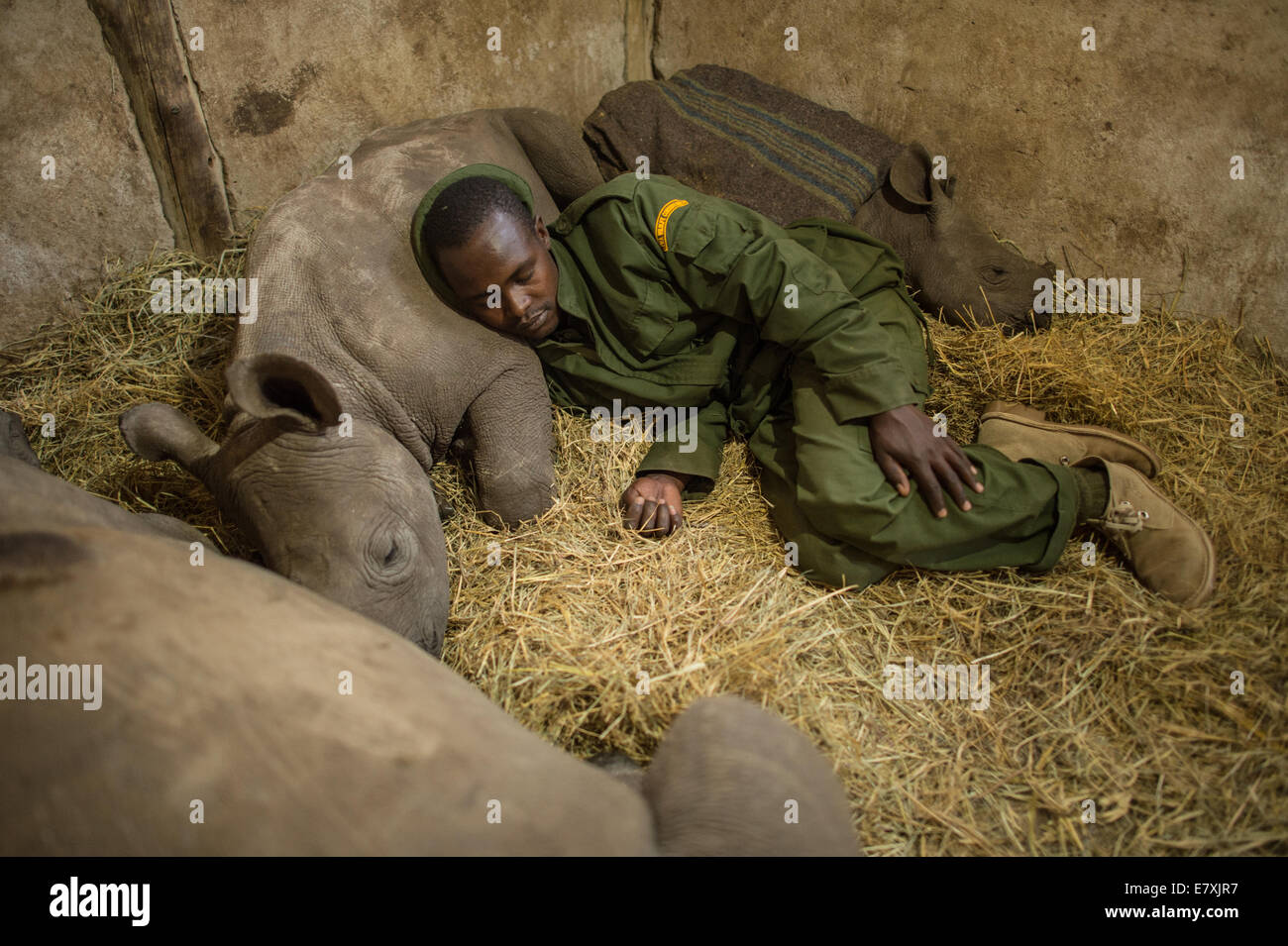 Yusuf, a keeper at the Lewa Wildlife Conservancy in central Kenya slept among orphaned baby rhinos. The calf he rested his head Stock Photo