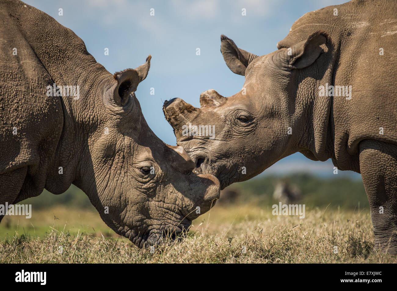 Sudan socializes with southern white rhinos at Ol Pejeta Nature Conservancy in Kenya, He is one of the last four Northern White  Stock Photo