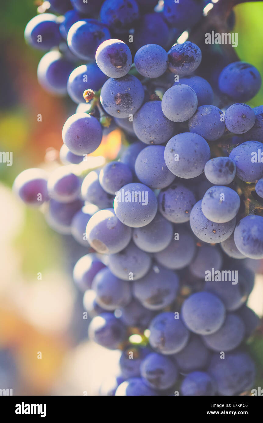 A ripe cluster of grapes hangs in a vineyard in California's beautiful wine country, ready to be picked and made into wine. Stock Photo