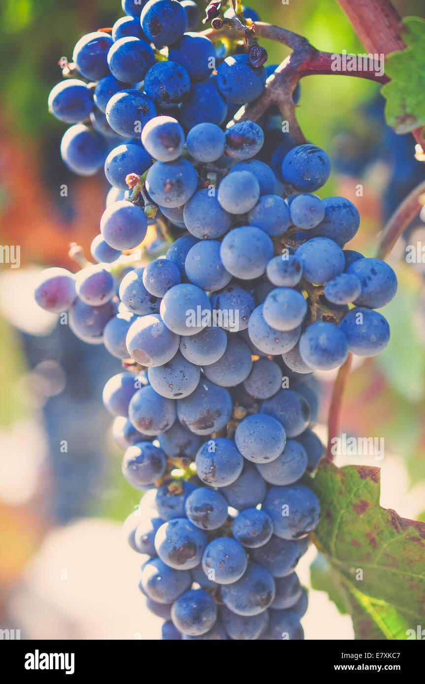 A ripe cluster of grapes hangs in a vineyard in California's beautiful wine country, ready to be picked and made into wine. Stock Photo