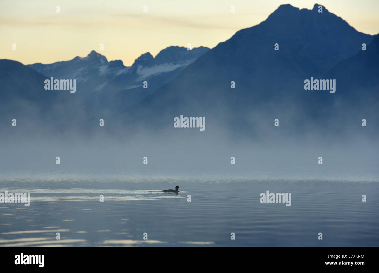 Duck and morning mist on Lake McDonald in Glacier National Park