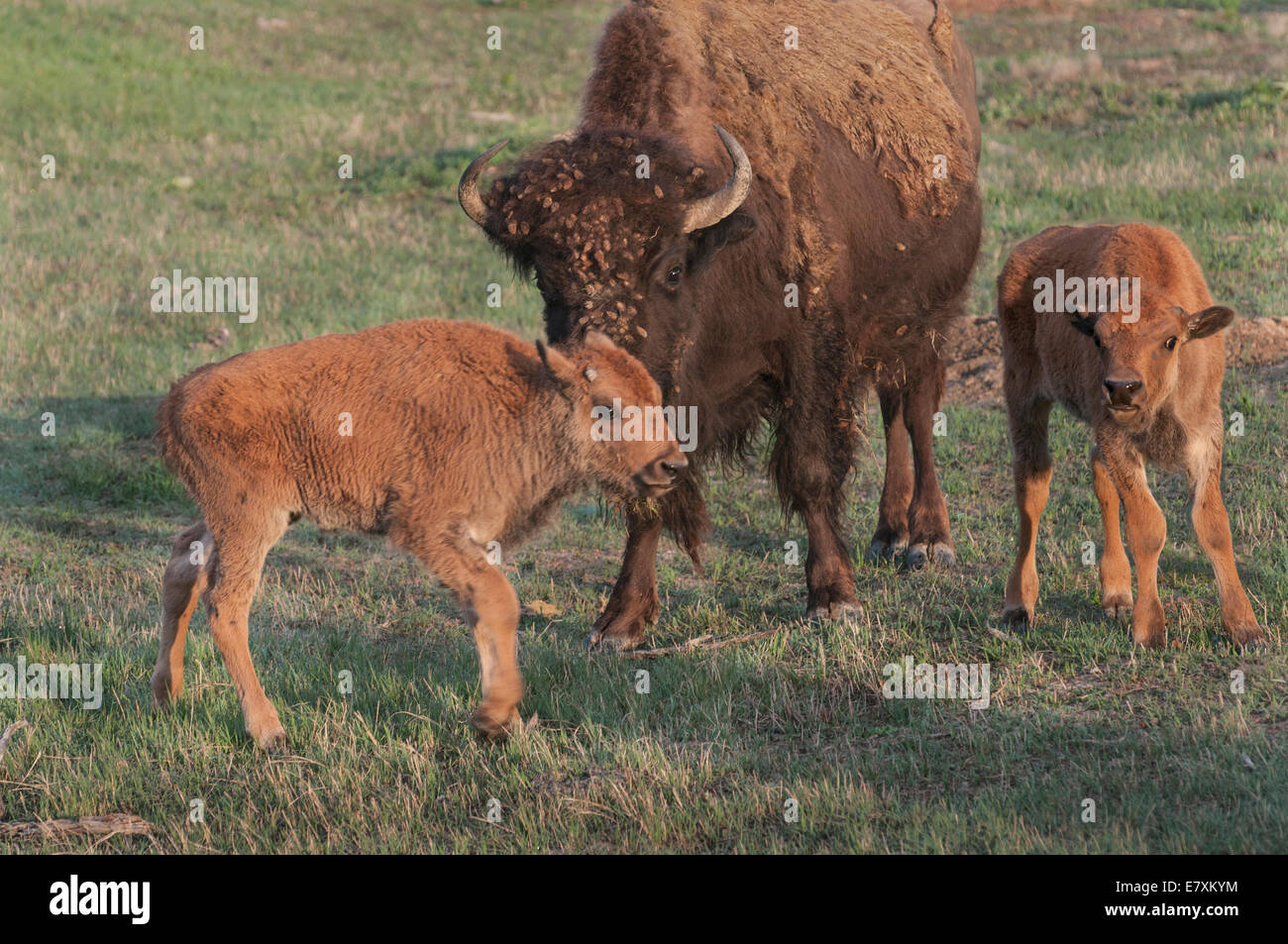 American Bison or American Buffalo (Bison bison) cow and calves Theodore Roosevelt National Park, North Dakota. Bison are the la Stock Photo