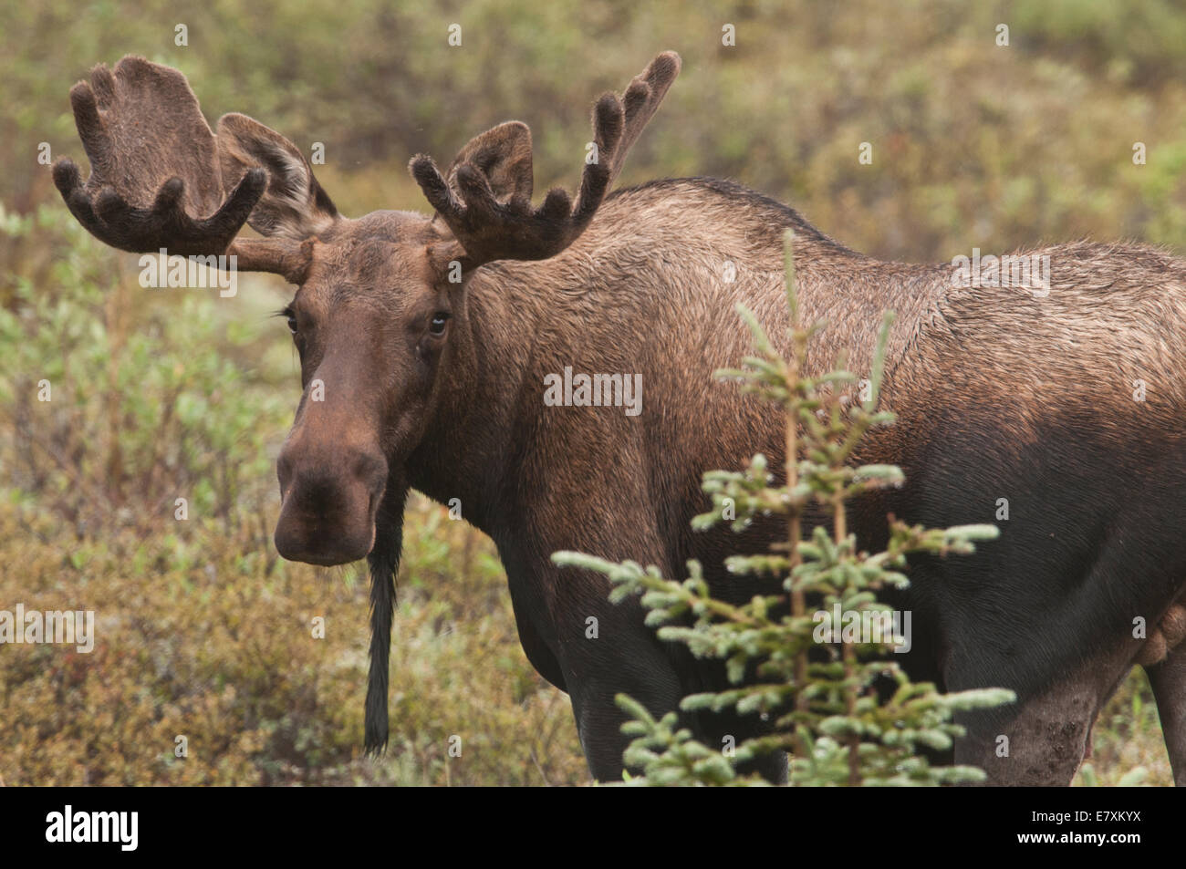 Young Bull Moose (Alces alces) with antlers in the velvet that promotes growth through the summer to be shed prior to the Fall r Stock Photo