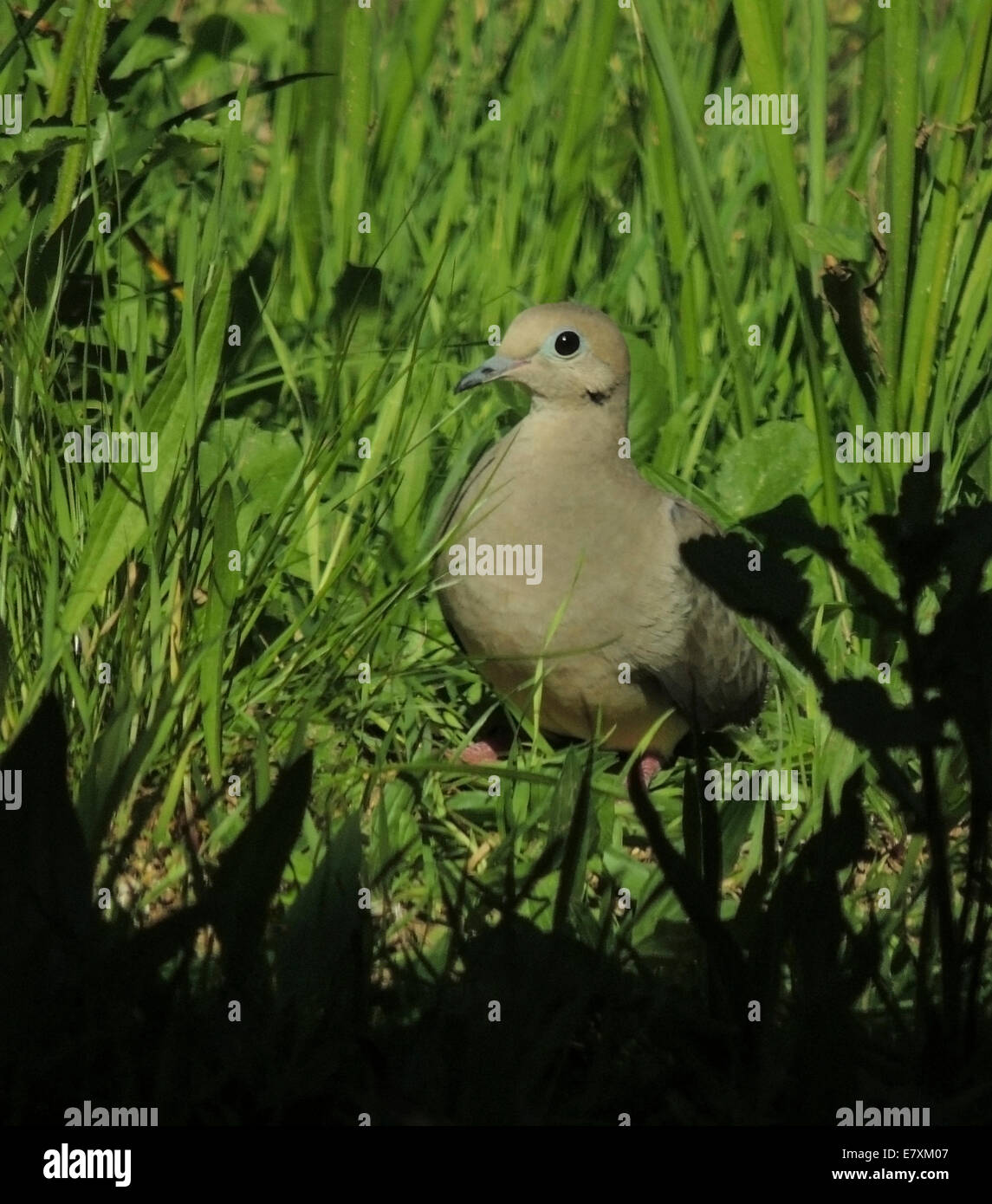 Mourning Dove Zenaida macroura forages in the Sierra foothills of Northern California. Stock Photo