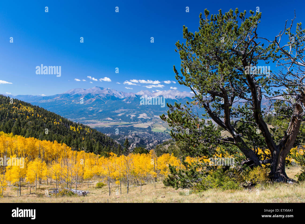 Pinus ponderosa, ponderosa pine, bull pine, blackjack pine,or western yellow pine needles and Aspen fall foliage colors Stock Photo