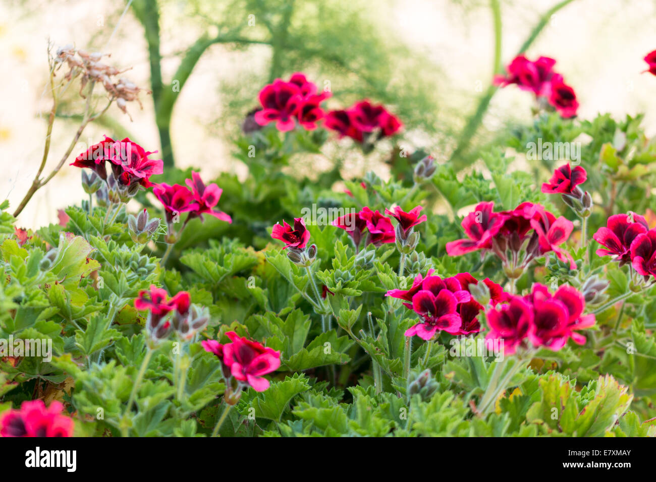 Red flowers with black spots Stock Photo