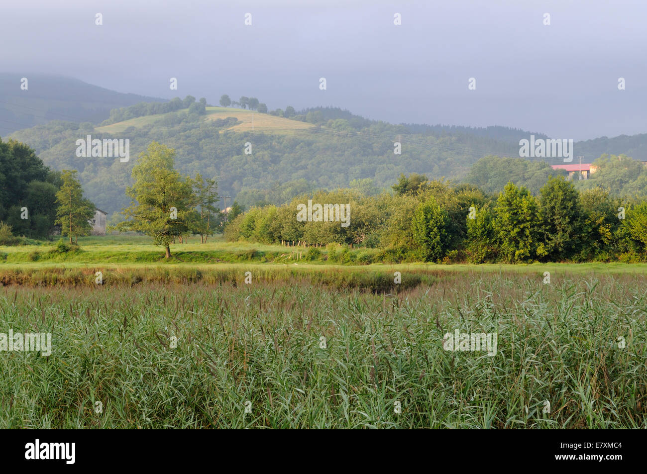 Fog landscape with trees hi-res stock photography and images - Alamy