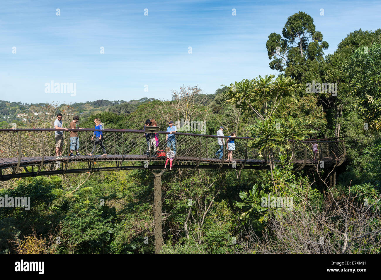 Visitors on the Centenary Tree Canopy Walkway Kirstenbosch Botanical Garden, Cape Town, South Africa Stock Photo