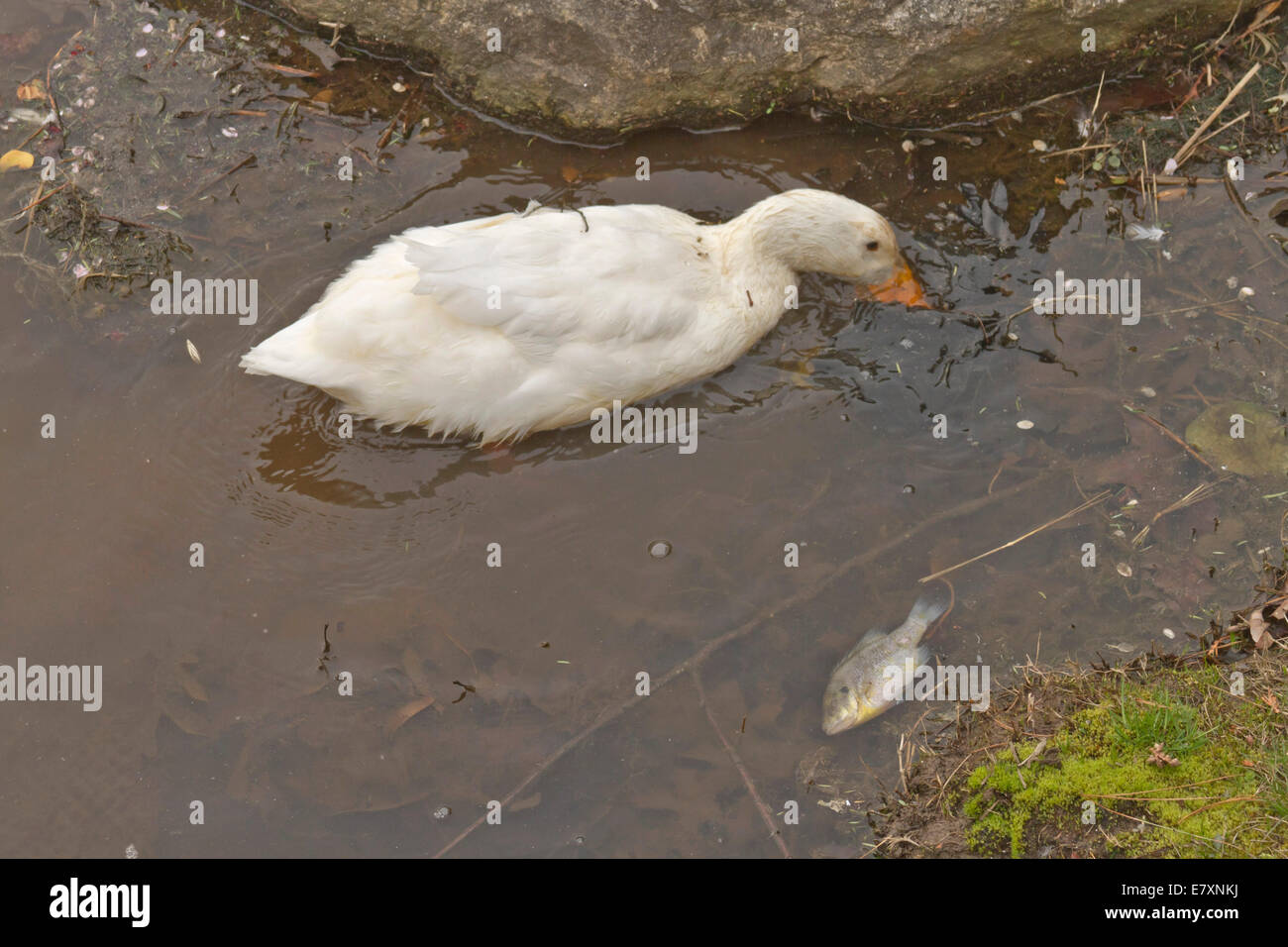 Close up of a white duck foraging for food in a polluted lake next to a dead, floating fish and trash Stock Photo