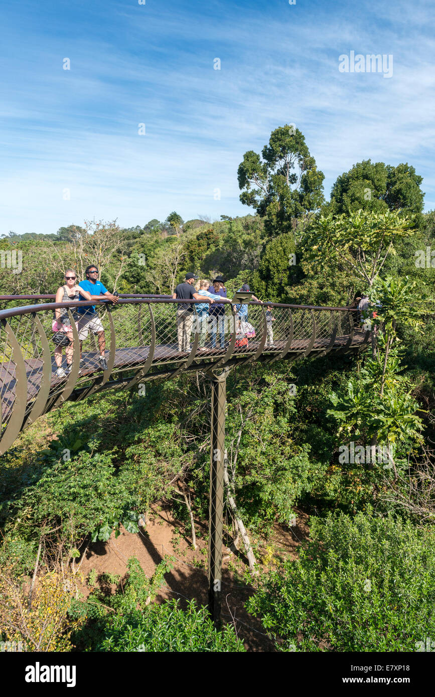 Visitors on the Centenary Tree Canopy Walkway Kirstenbosch Botanical Garden, Cape Town, South Africa Stock Photo