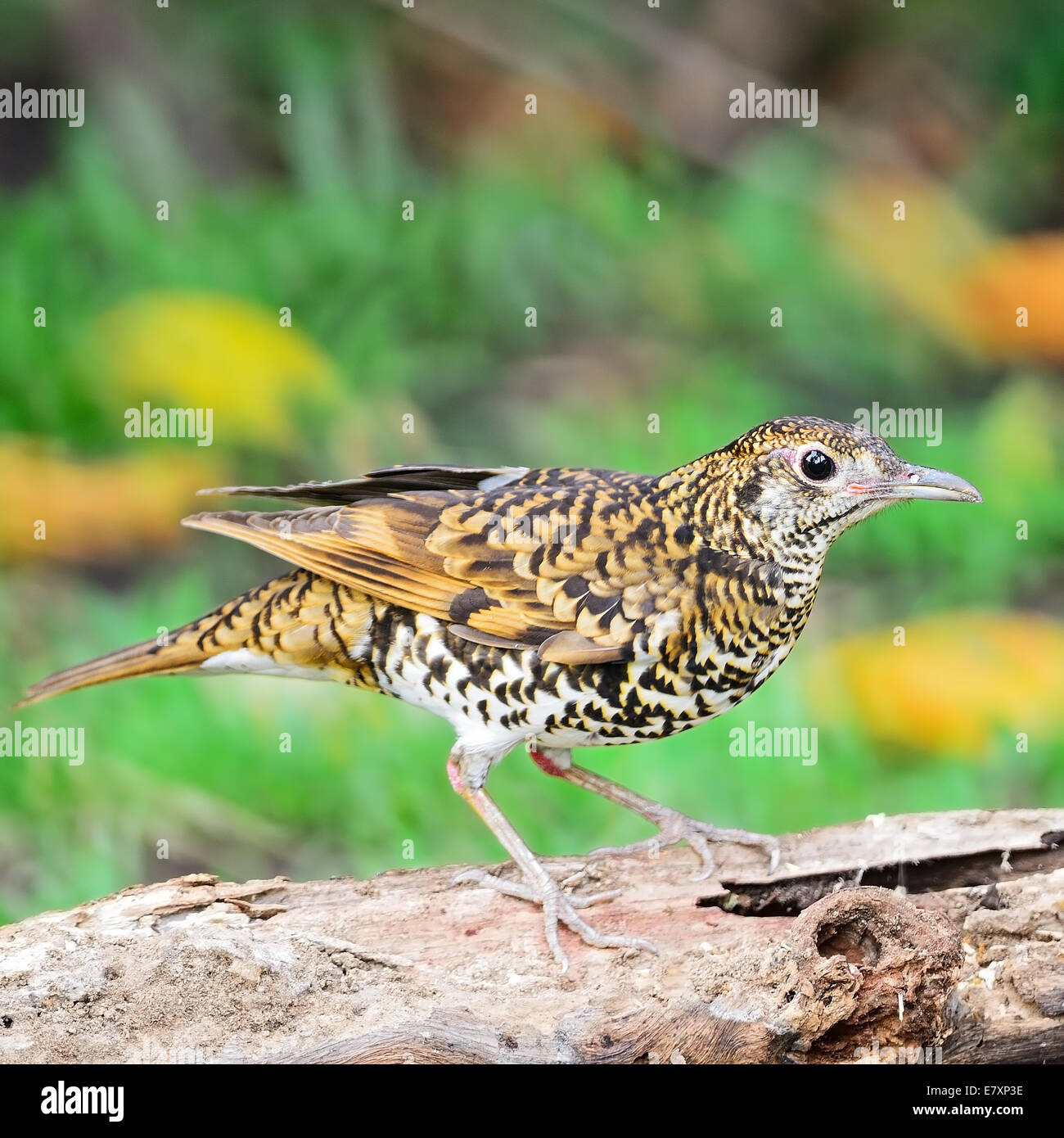 Beautiful black-and-white bird, White Thrush (Zoothera aurea), standing on the log, side profile Stock Photo