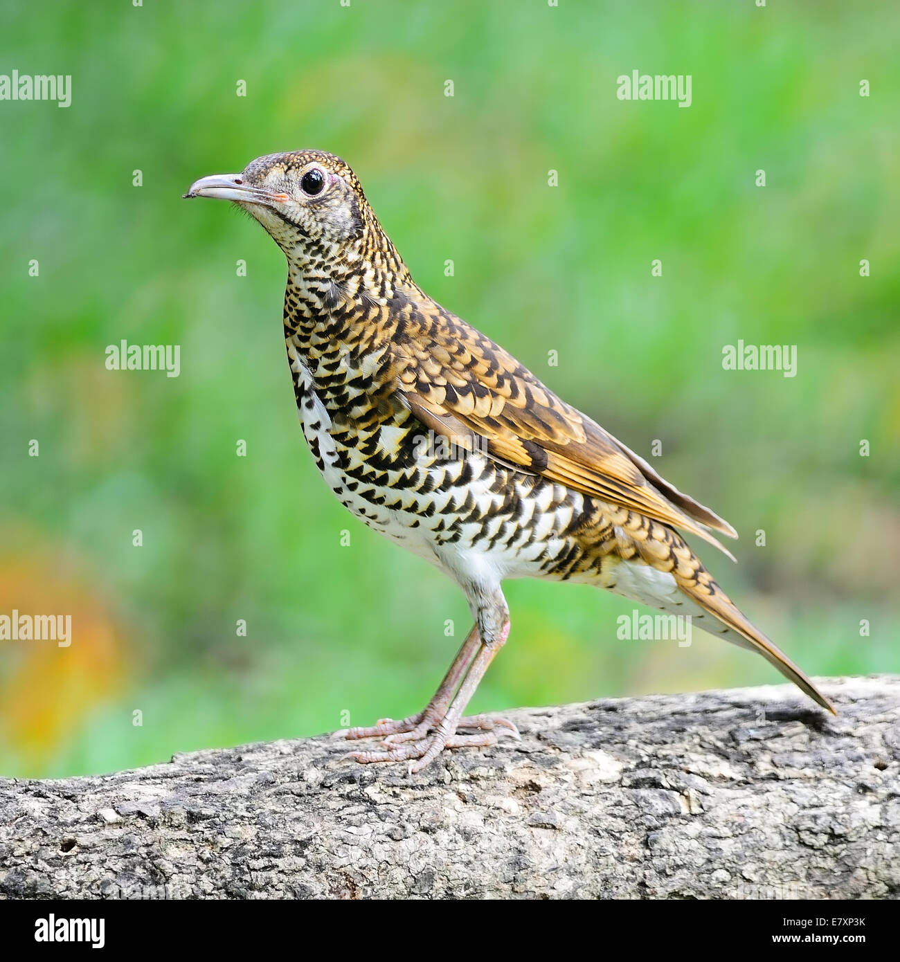 Beautiful black-and-white bird, White Thrush (Zoothera aurea), standing on the log, side profile Stock Photo