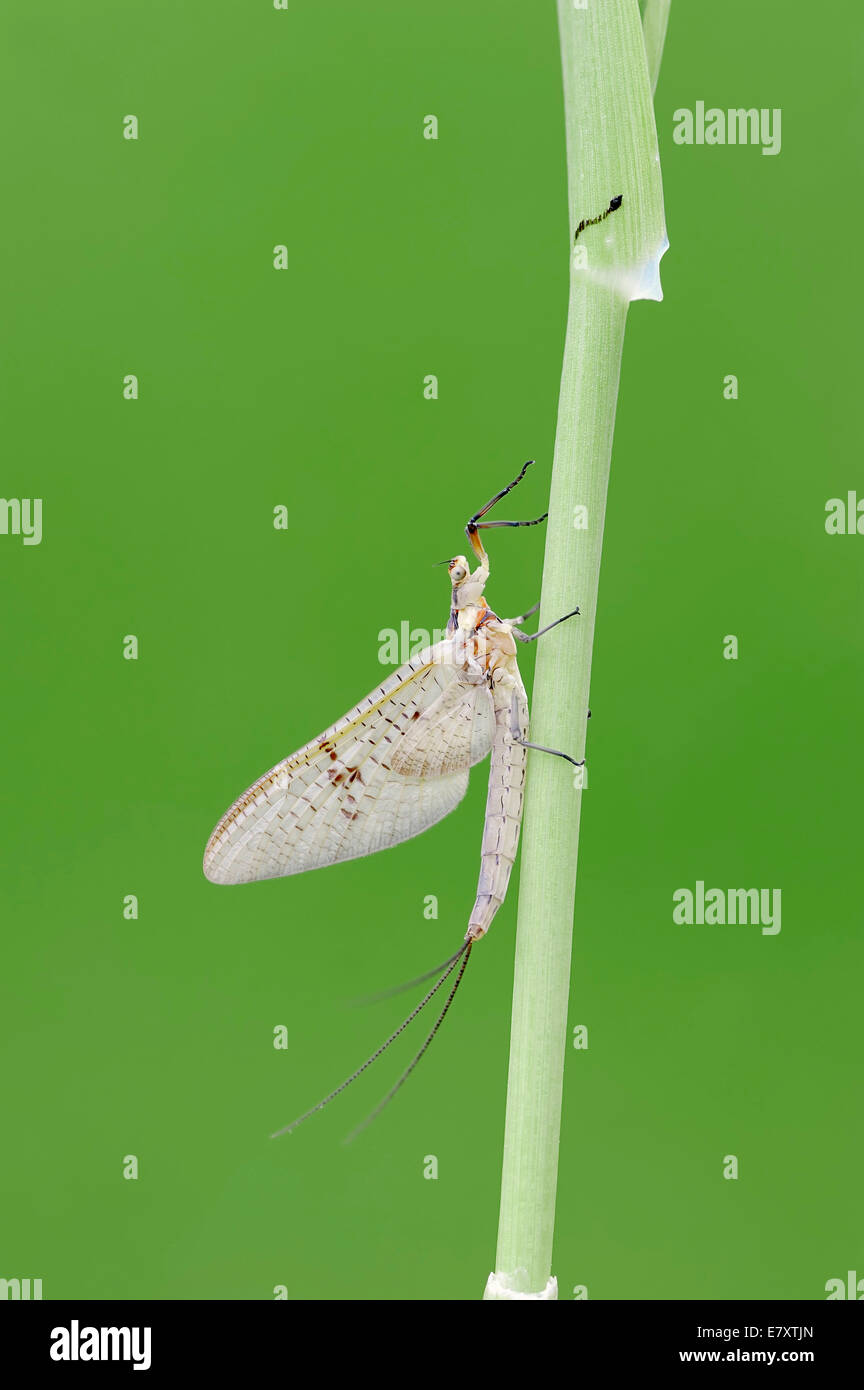 Mayfly (Ephemera glaucops), female, North Rhine-Westphalia, Germany Stock Photo