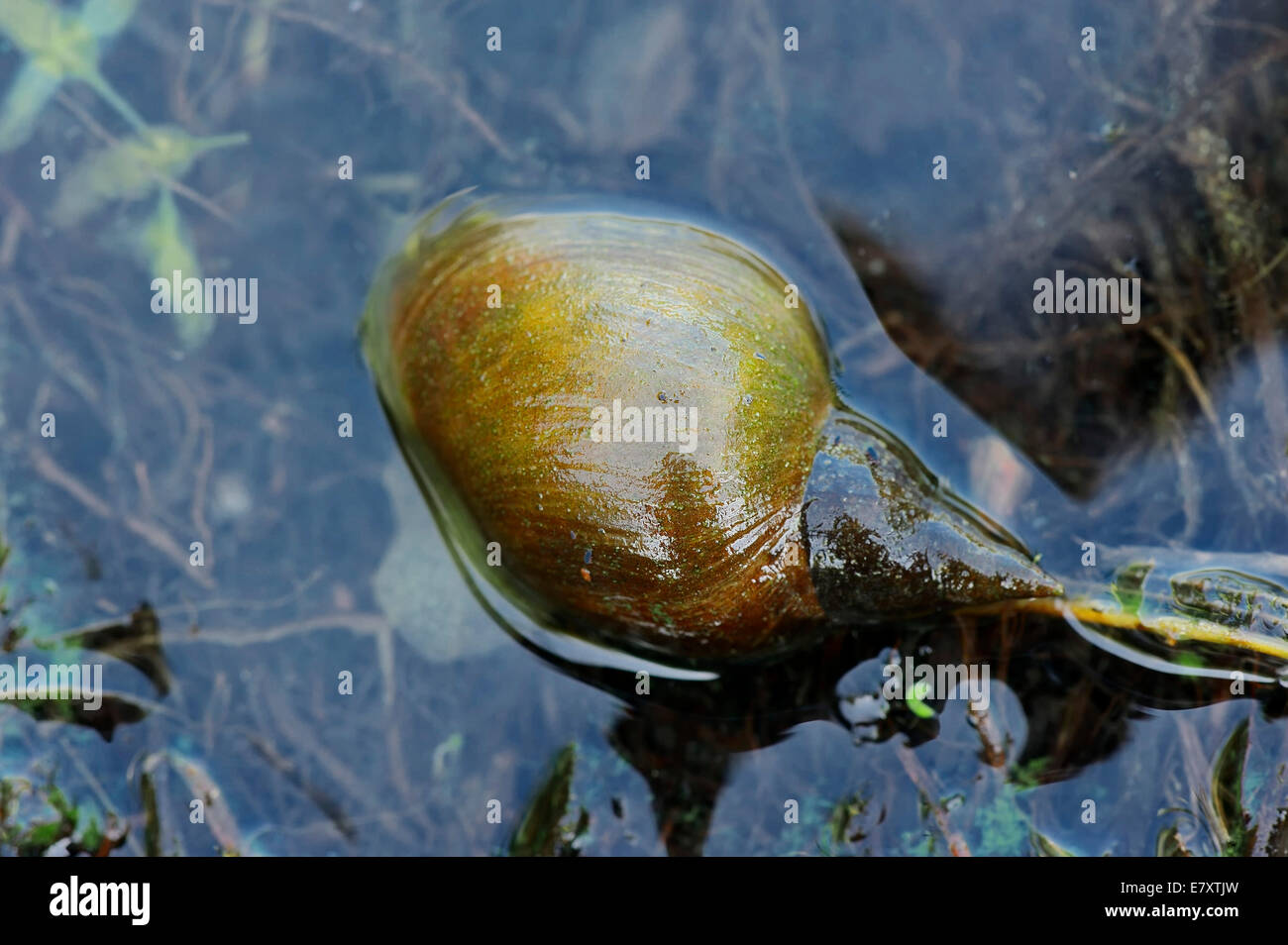 Large Pond Snail (Lymnaea stagnalis), North Rhine-Westphalia, Germany Stock Photo