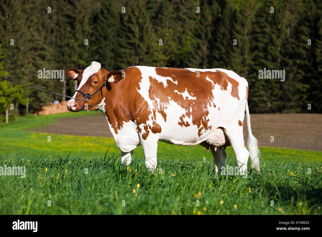 Red Holstein Cattle, dairy cattle wearing a halter on a meadow, North Tyrol, Austria Stock Photo