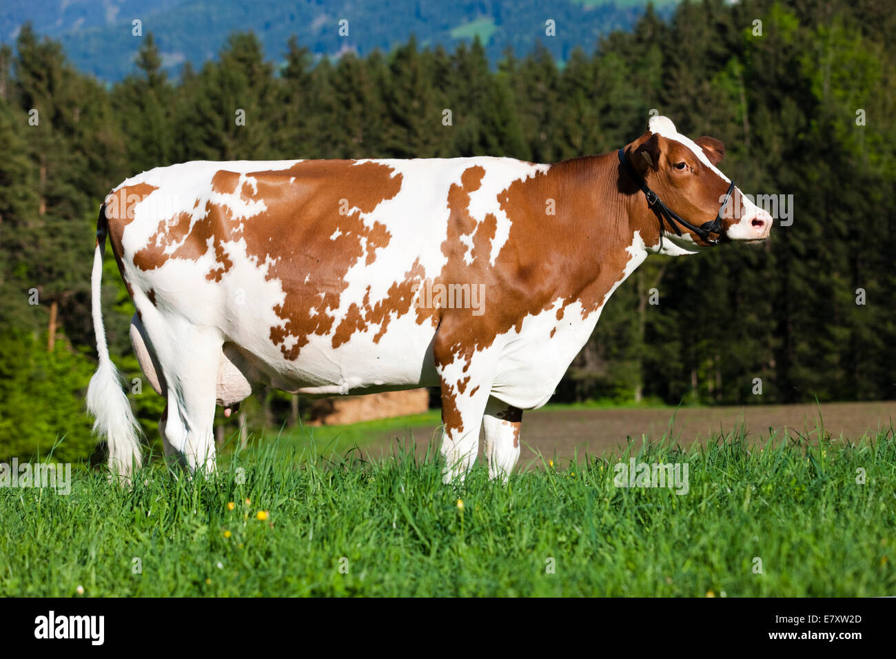 Red Holstein Cattle, dairy cattle wearing a halter on a meadow, North Tyrol, Austria Stock Photo