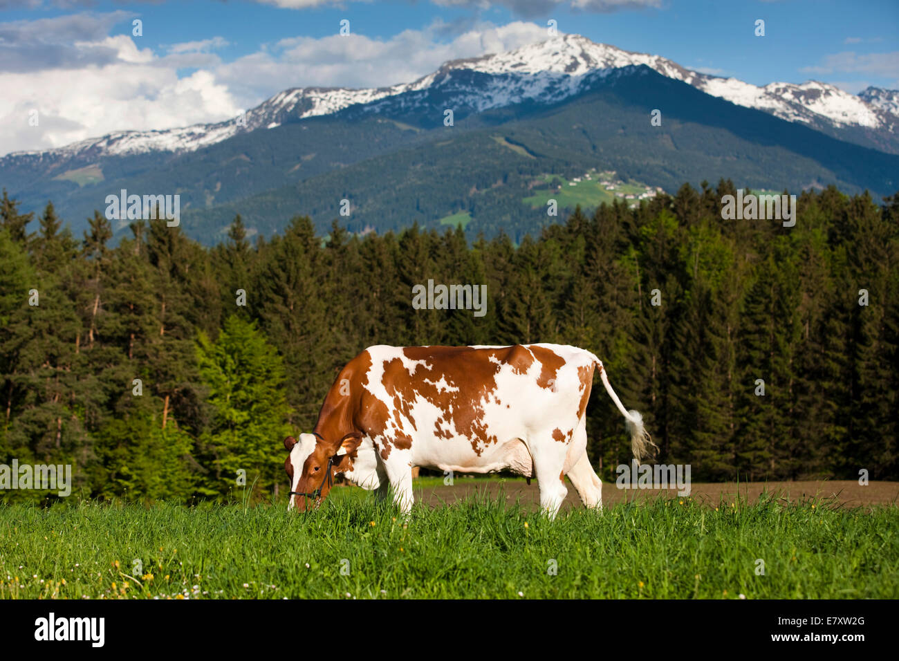Red Holstein Cattle, dairy cattle wearing a halter and grazing on a meadow, North Tyrol, Austria Stock Photo