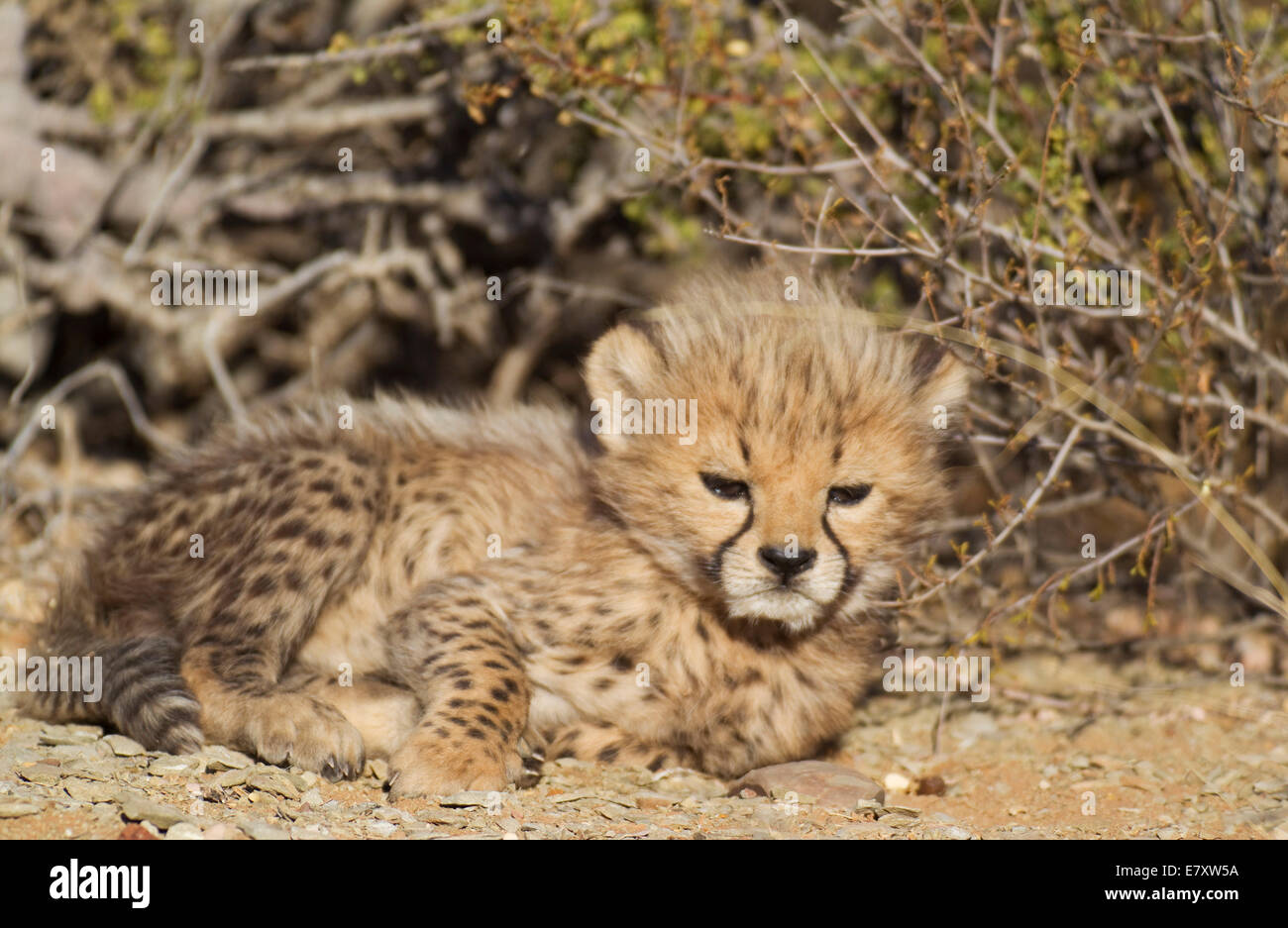 Cheetah (Acinonyx jubatus), male cub, 40 days, captive, Namibia Stock Photo
