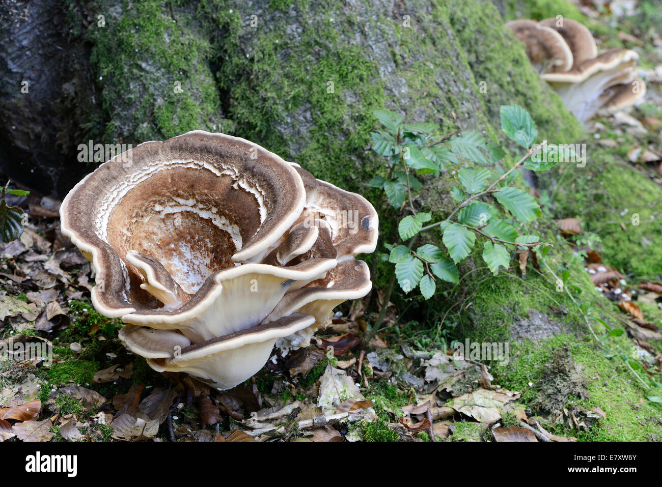 Lower tree trunk giant hi-res stock photography and images - Alamy
