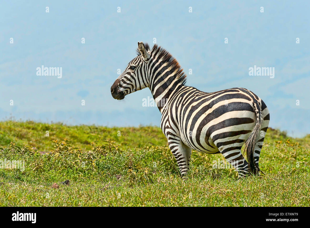 Zebra (Equus quagga), Ngorongoro Crater, Tanzania Stock Photo