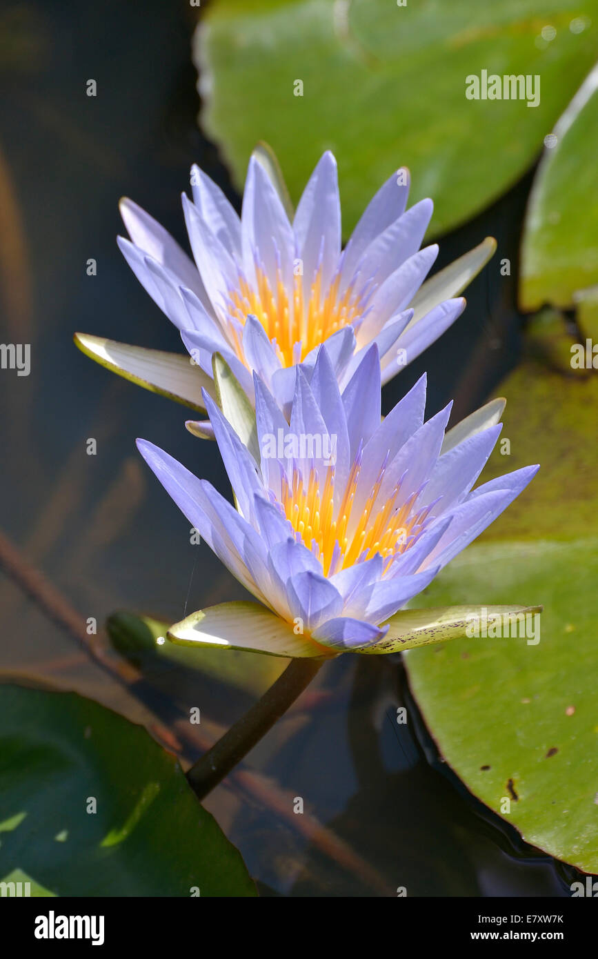 Blue lilies hi-res stock photography and images - Alamy