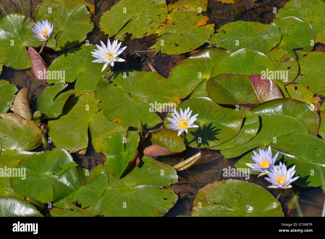 Egyptian Water Lilies High Resolution Stock Photography and Images - Alamy