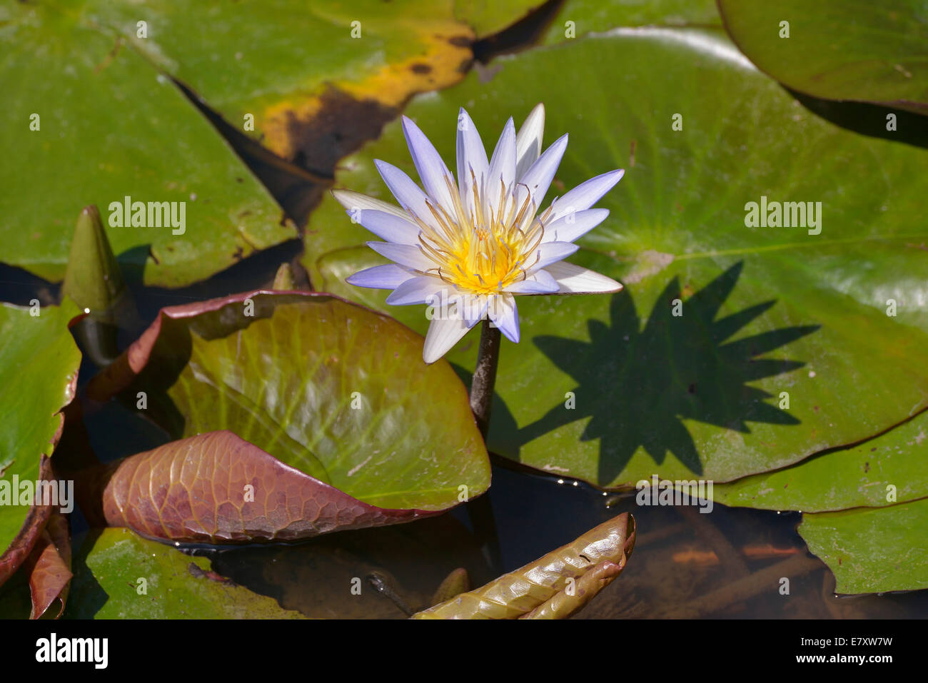 Egyptian lily hi-res stock photography and images - Alamy