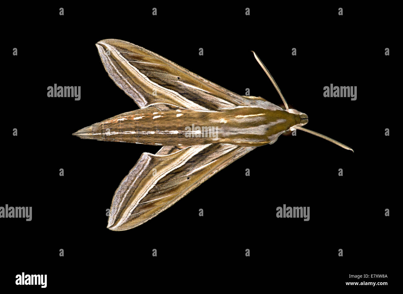 Vine HawkMoth or Silverstriped HawkMoth (Hippotion celerio), Oromia Region, Ethiopia Stock