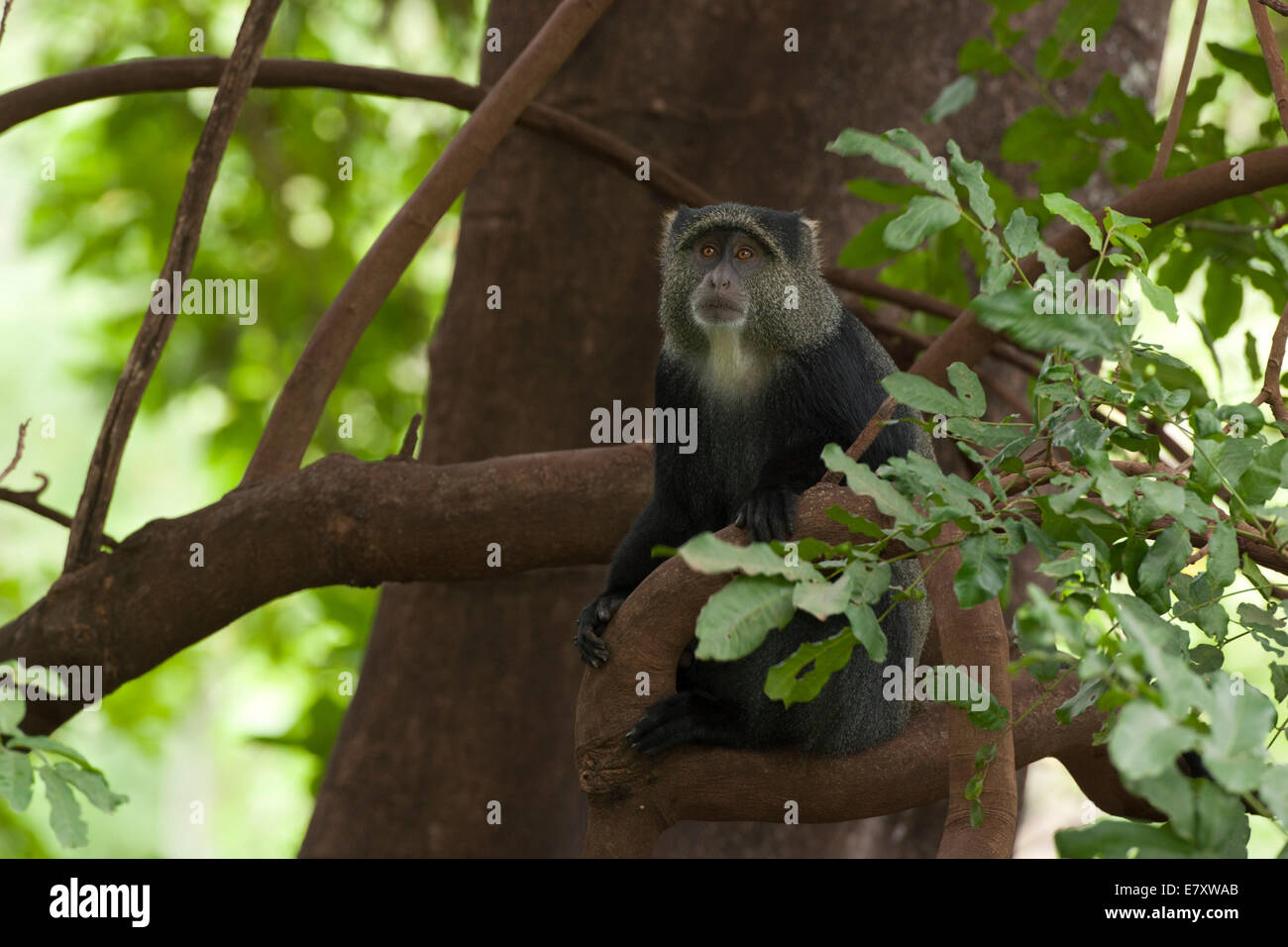 Blue monkey, or samango monkey, (Cercopithecus mitis) in a tree. This monkey lives in troops, deferring to a dominant male (seen Stock Photo