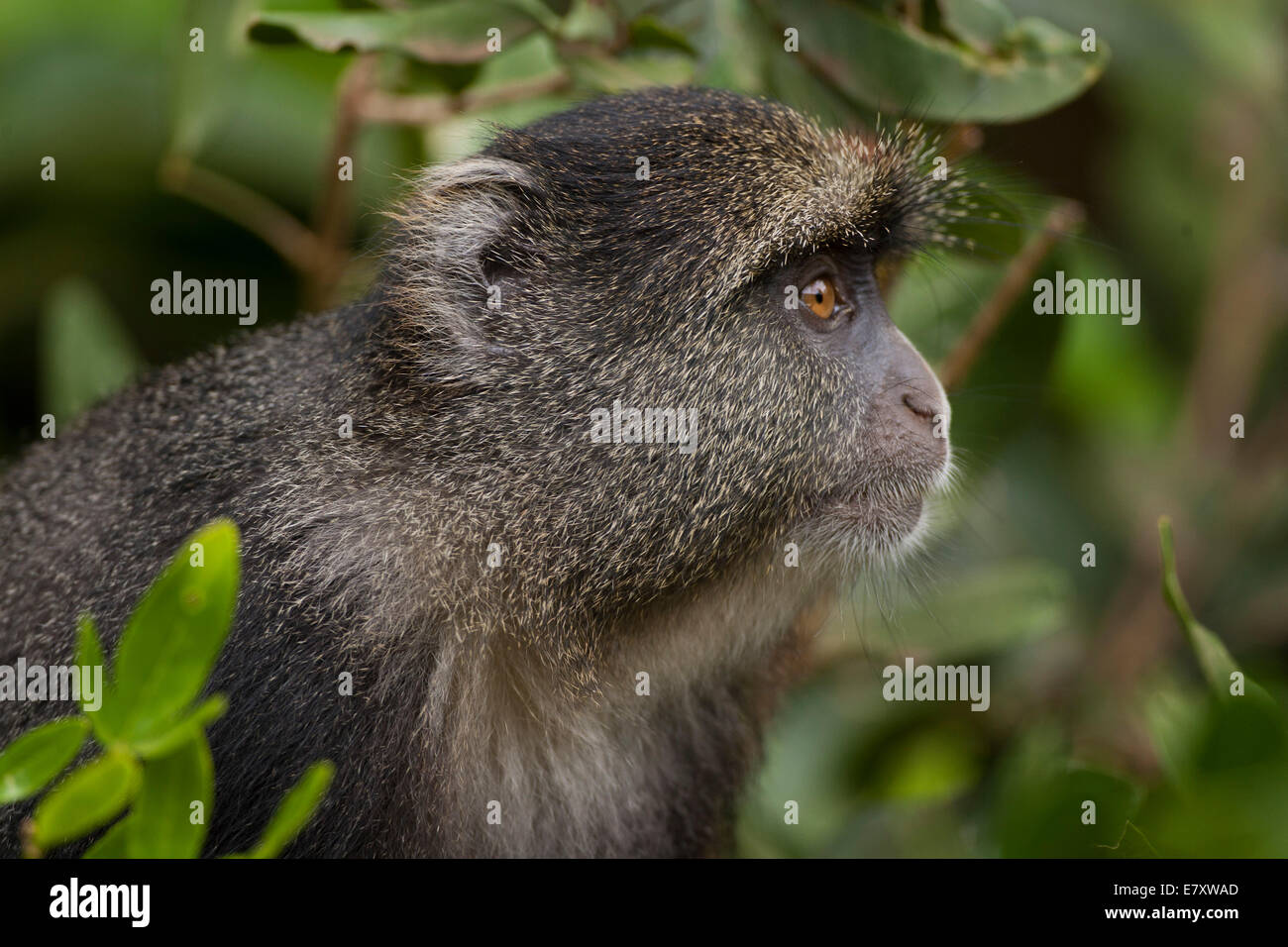 Blue monkey, or samango monkey, (Cercopithecus mitis) in a tree. This monkey lives in troops, deferring to a dominant male (seen Stock Photo