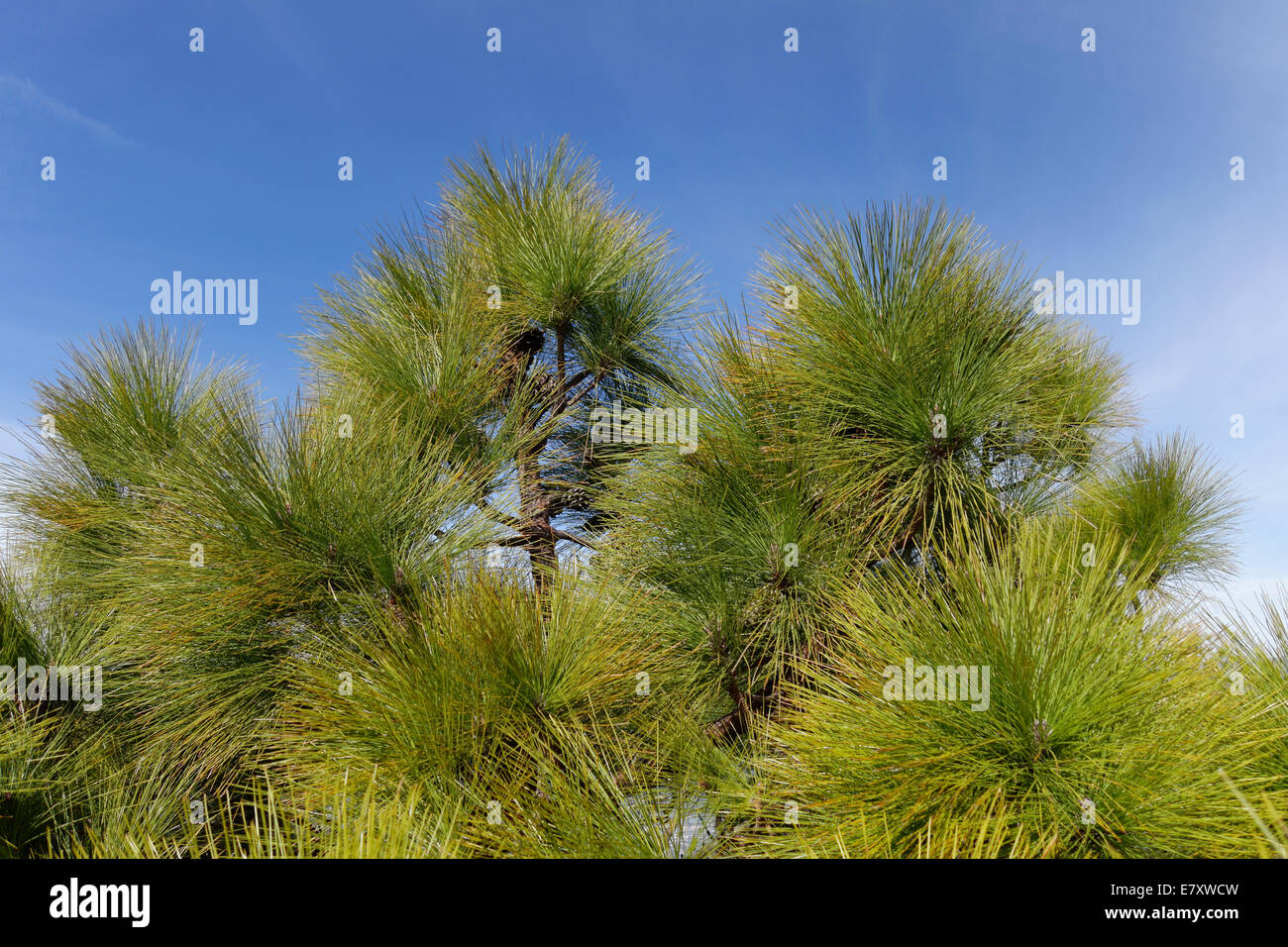 Canary Island pine (Pinus canariensis), La Palma, Canary Islands, Spain Stock Photo