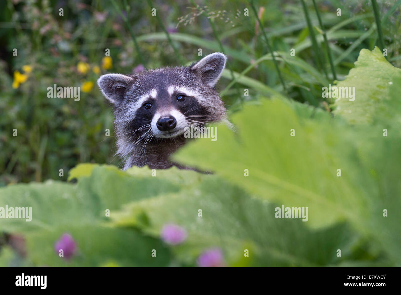 Raccoon (Procyon lotor), captive, Germany Stock Photo