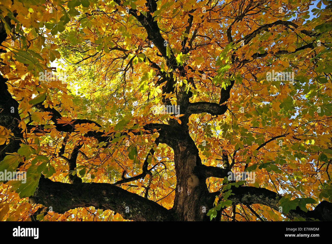 Horse-chestnut (Aesculus hippocastanum) with autumnal colours, Bad Oberdorf, Oberallgäu, Bavaria, Germany Stock Photo