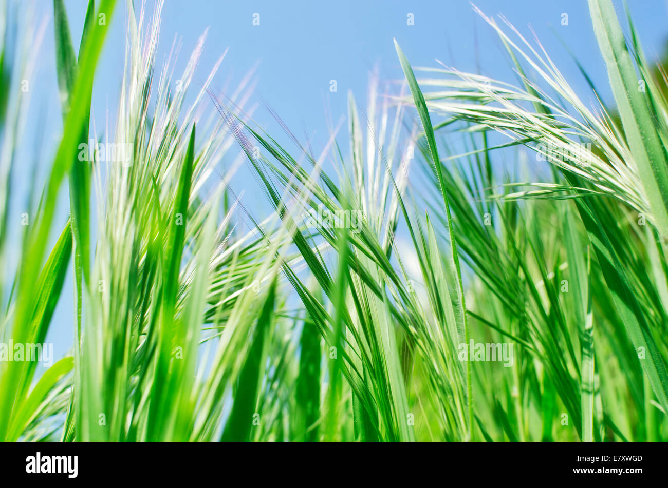 wheat field summer landscape Stock Photo - Alamy