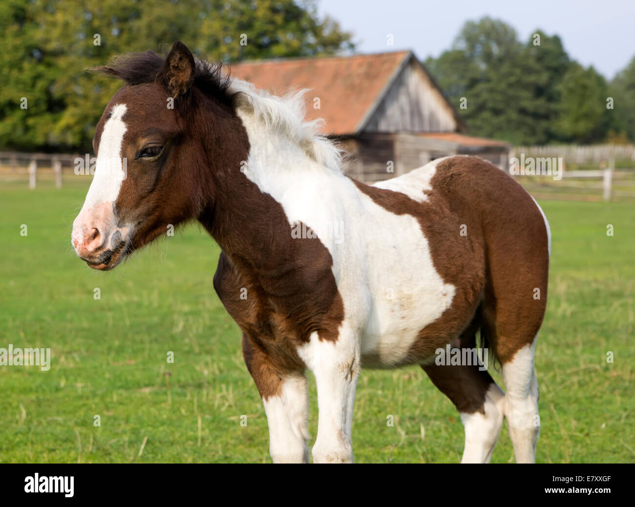 cute young shetland pony foal Stock Photo