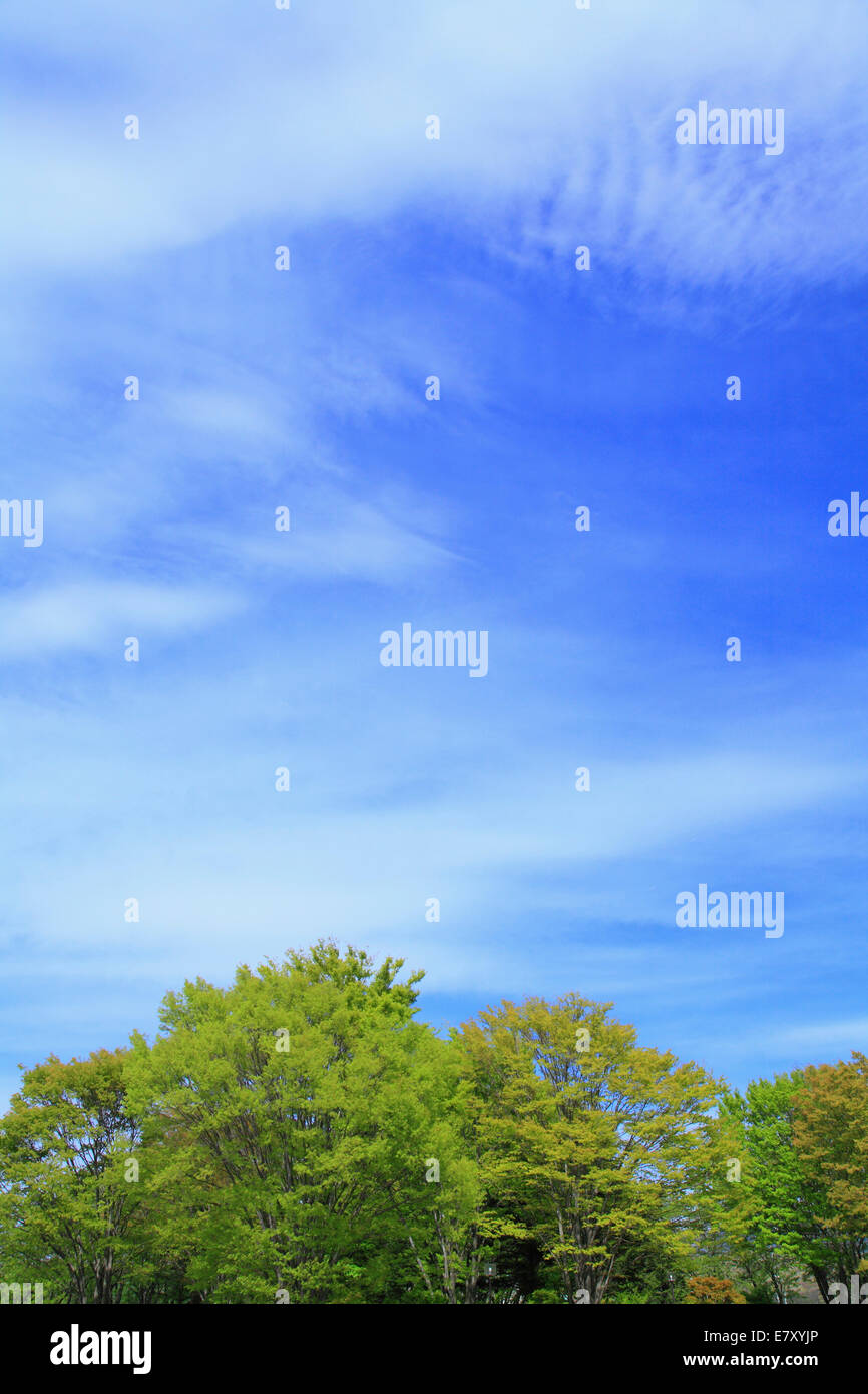 Trees and sky with clouds Stock Photo - Alamy